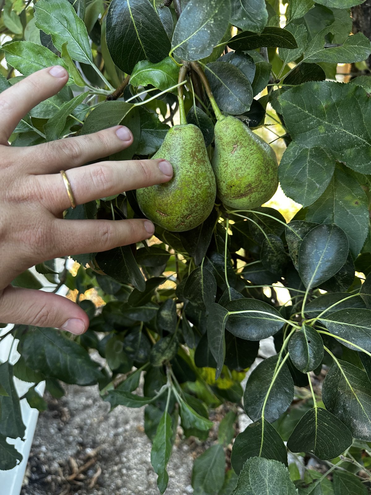 Frutos nas árvores da Rural Farm Alive